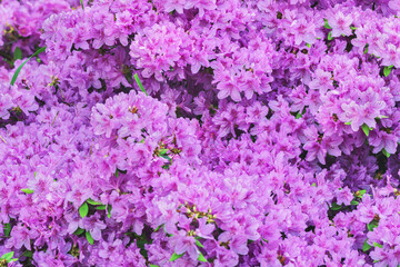 Blooming azalea. Beautiful background and unique texture.