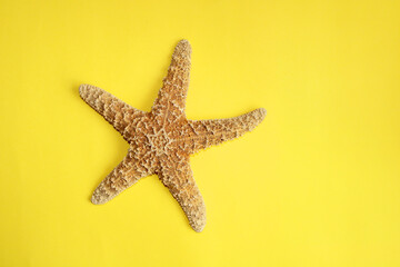 Fototapeta na wymiar starfish on yellow background, seastar animal top view