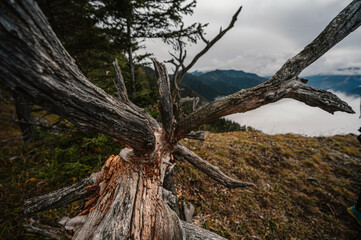 Mountain landscape. Misty forest. Natural outdoor travel background. Slovakia, Low Tatras, Demenovska hora and dolina vyvierania. Liptov travel. © Zedspider