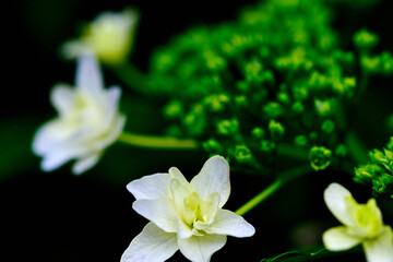 あじさい（墨田の花火）