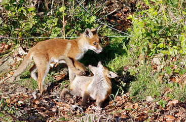 Naklejka na ściany i meble Fox cubs playing and exploring near there den