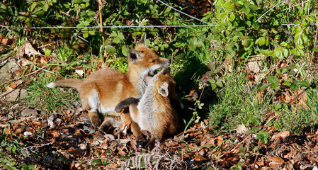 Fox cubs playing and exploring near there den