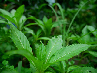 Nature background image