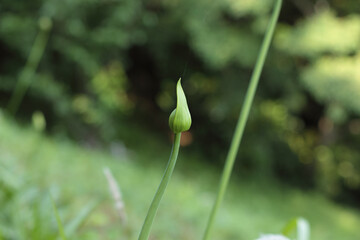 アガパンサスのつぼみ
