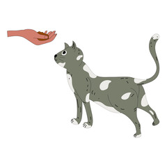 Happy cat is waiting for food, the hand of the hostess gives cat food to the gray funny cat. Vector illustration cartoon style 