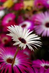 Obraz premium Mittagsblumen