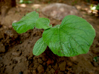 Vegetable small green plant