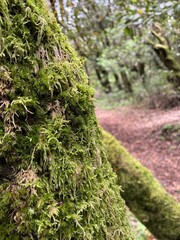moss covered tree