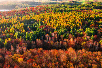 Fototapeta premium Autumn colorful forest. Aerial view of wildlife, Poland.