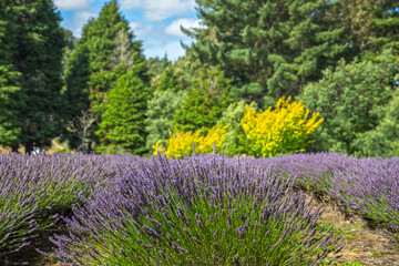 Lavender farms at Taumarunui, New Zealand.