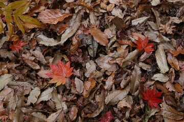 Japanese fallen leaves in Autumn