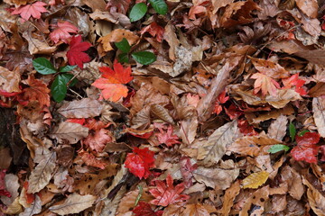 Japanese fallen leaves in Autumn