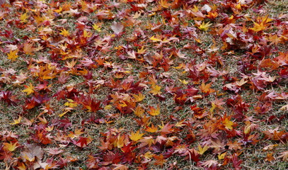 Japanese fallen leaves in Autumn