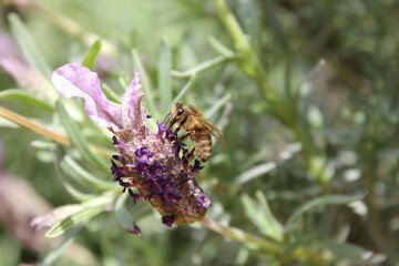 Bee on a lavender flower