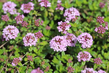 春の公園に咲くイブキジャコウソウの薄紫色の花