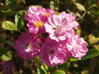 Obraz premium Nahaufnahme von rosa Rosen