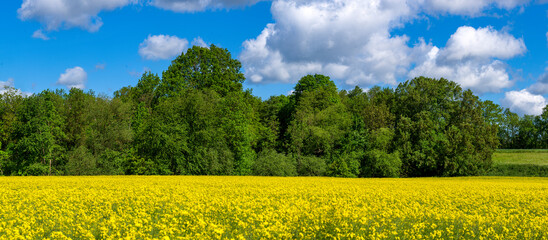 Fototapeta premium Ein Rapsfeld in voller Blüte im Norden von Frankfurt am Main