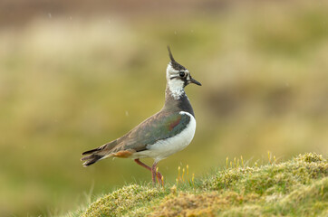 Close up of a lapwing or Peewit in Springtime.  Scientific name: Vanellus Vanellus. Stood in natural Grouse moor habitat during the breeding season.  Rainy weather.  Clean Background.  Space for copy.