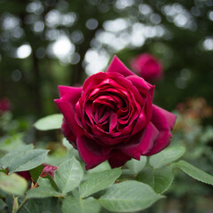 紫のバラとキラキラ玉ボケ(スクエア)