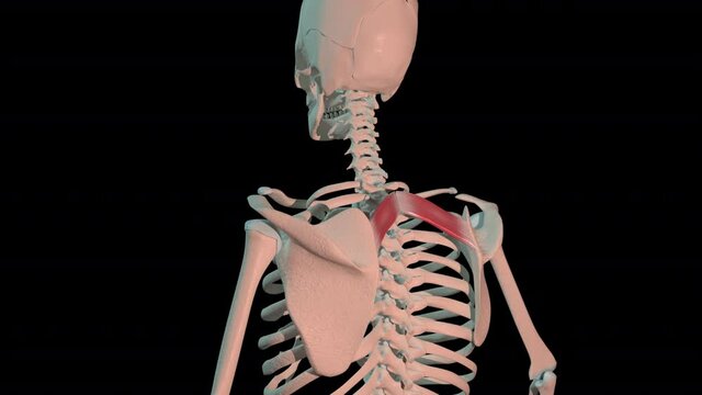Rhomboid Minor Muscles Full Rotation Loop
