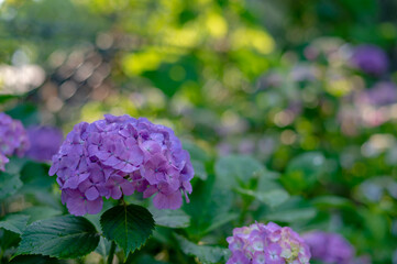 東京都文京区白山の神社に咲くたくさんのアジサイ