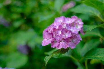 東京都文京区白山の神社に咲くたくさんのアジサイ