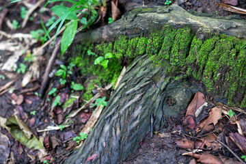 The roots of a large tree in a humid forest The shape of the elephant's head and the trunk is mossy, naturally created art. The roots of trees in the Thai forest in summer, but still have moisture.