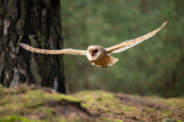 Barn owl sit on stump in autumn forest - Tyto alba