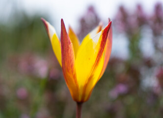 Fototapeta premium tulip fully open