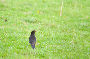 Blackbird in the grass