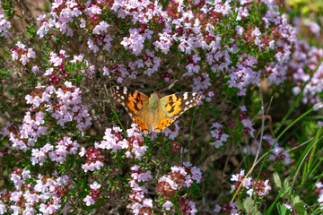 Butterfly showing its beauty