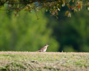thrush looking for food