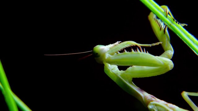 A female praying mantis during a night hunt, a soft close-up shot of a Vietnamese praying mantis hanging from a stalk of green grass preparing to attack its prey.