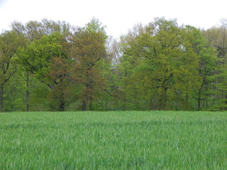 tree in the field