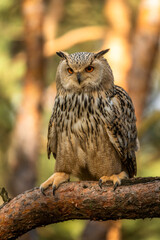 Eurasian Eagle Owl head, Bubo bubo, a large species of Eagle Owl. Sit in a tree, red eyes staring at you. One of the largest species of owls