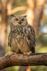 Eurasian Eagle Owl head, Bubo bubo, a large species of Eagle Owl. Sit in a tree, red eyes staring at you. One of the largest species of owls