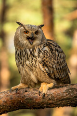 Eurasian Eagle Owl head, Bubo bubo, a large species of Eagle Owl. Sit in a tree, red eyes staring at you. One of the largest species of owls