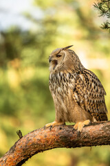 Fototapeta premium Eurasian Eagle Owl head, Bubo bubo, a large species of Eagle Owl. Sit in a tree, red eyes staring at you. One of the largest species of owls