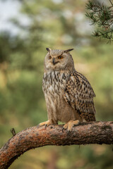 Eurasian Eagle Owl head, Bubo bubo, a large species of Eagle Owl. Sit in a tree, red eyes staring at you. One of the largest species of owls