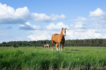 Naklejka premium The bay horse grazes on the green grass. Horses on a green meadow. Herd of horses. Farm.