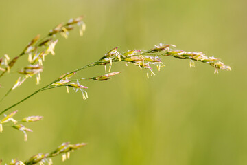 Grass flower with stamens
