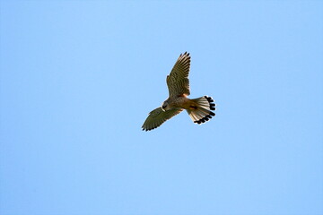 Falke im Flug