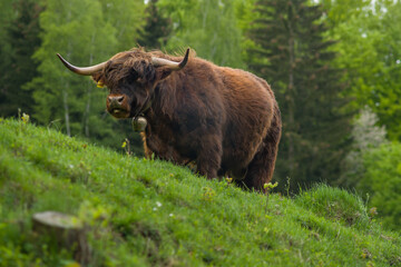 Szkocka krowa highlander - obrazy, fototapety, plakaty