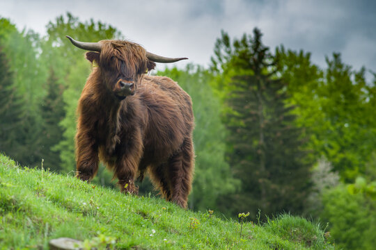 Szkocka krowa highlander