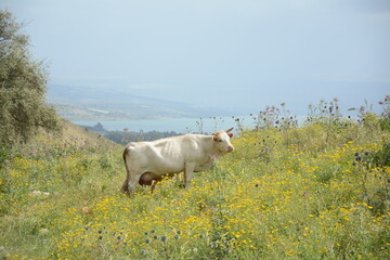 White cow is grazing on the green hills of Galilee under Arbel  mount. Arbel National Park and...