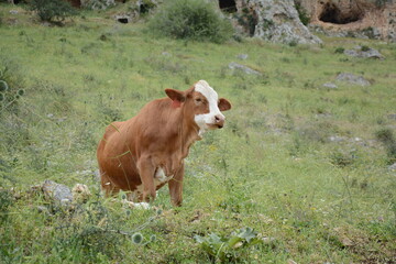 Brown cow is grazing on the green hills of Galilee under Arbel  mount. Arbel National Park and Nature Reserve. Israel