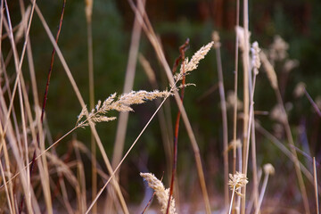 dried blades of grass