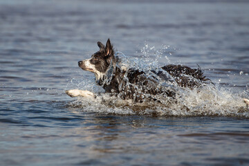 happy border collie dog swimming in the sea in summer