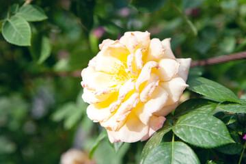 yellow rose in the park