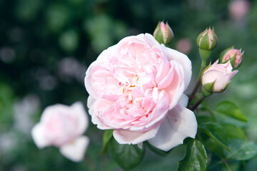 pink rose in the park